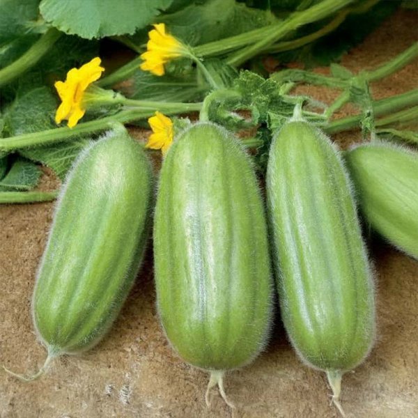 Gurkenmelone 'Armenische Carosello Barese'
