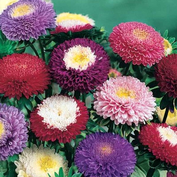 Aster 'Pompon-Mix'