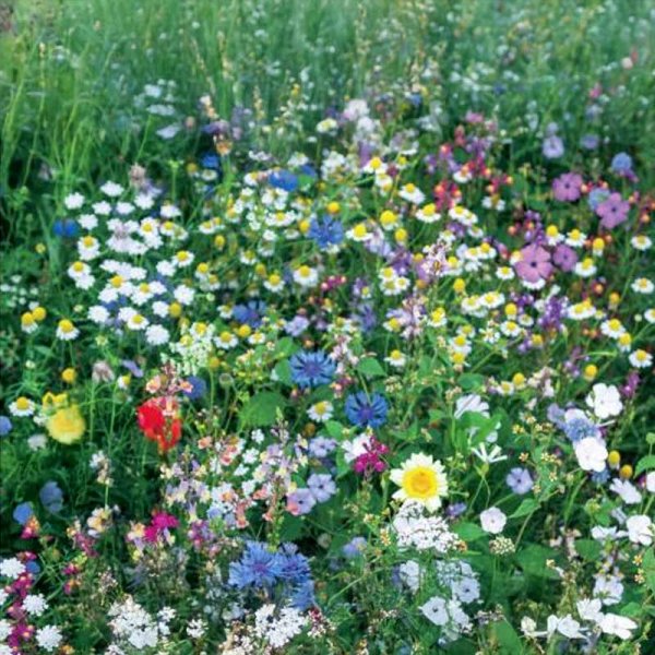 Blumenmischung Nektar 1