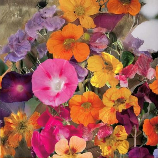 Blumenmischung Kletterpflanzen