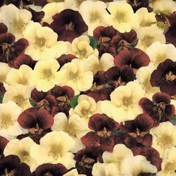 Kapuzinerkresse 'Night & Day'