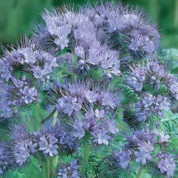 Gründüngung Phacelia