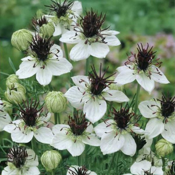 Jungfer im Grünen 'African Bride'