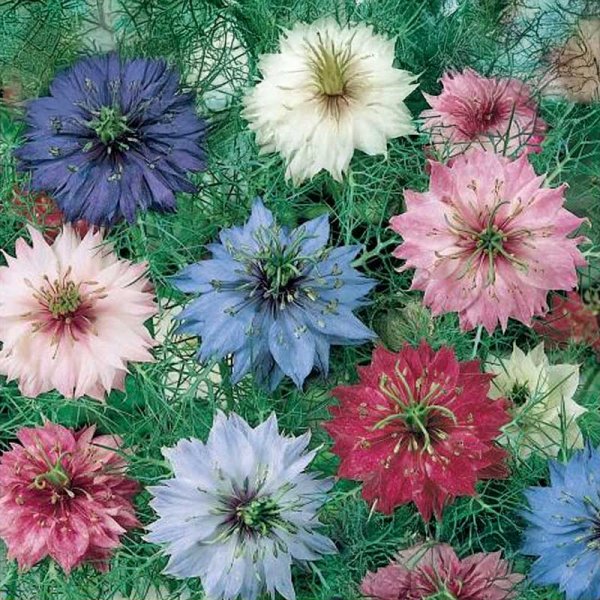 Jungfer im Grünen 'Gaudi'