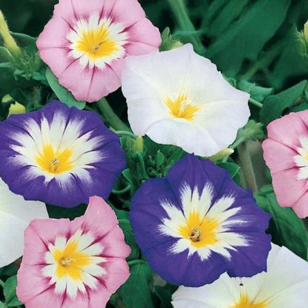 Prunkwinde 'Shooting Star'