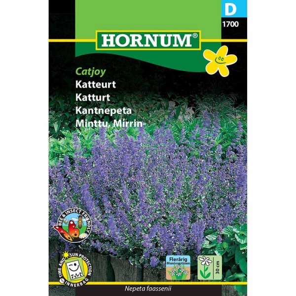 Katzenminze 'Catjoy'