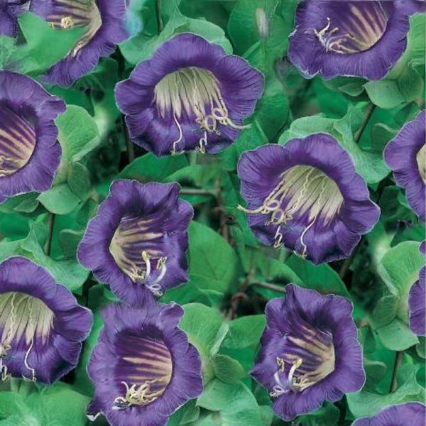 Tasselblume 'Viola'