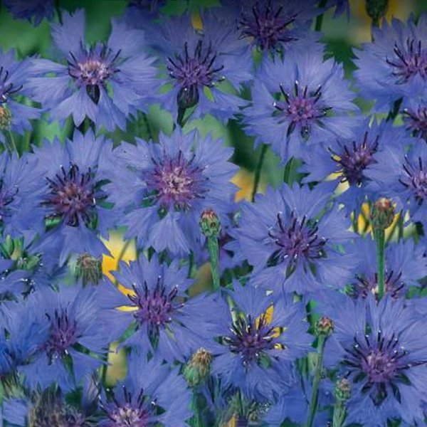 Kornblume 'Blue Heaven'