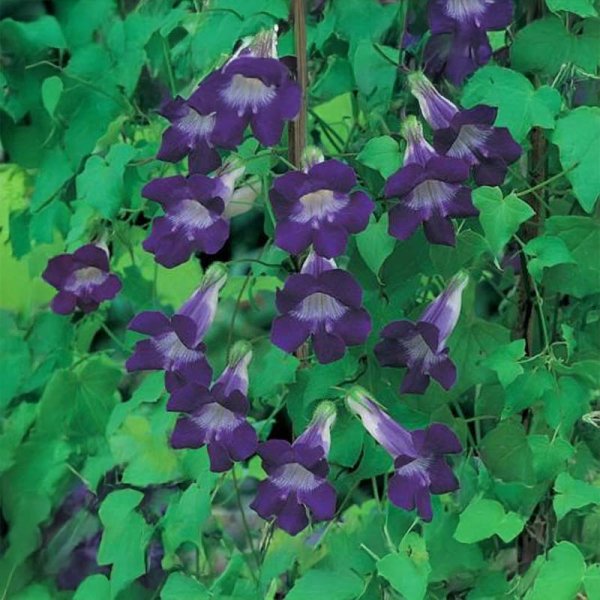 Kletterlöwenmaul 'Bocca'