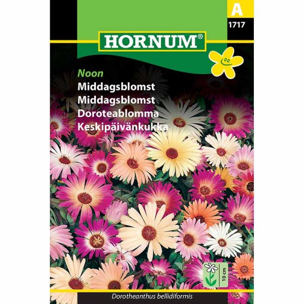 Mittagsblume 'Noon'