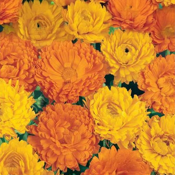 Ringelblume 'Bonbon'