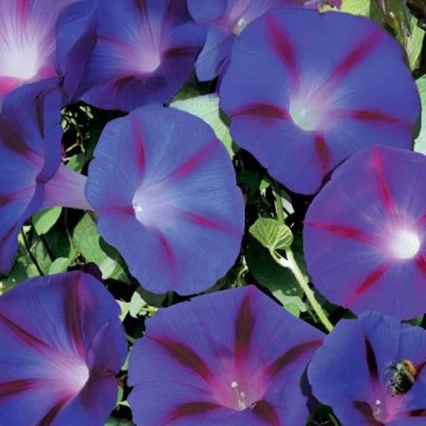 Prunkwinde 'Magic Morning'