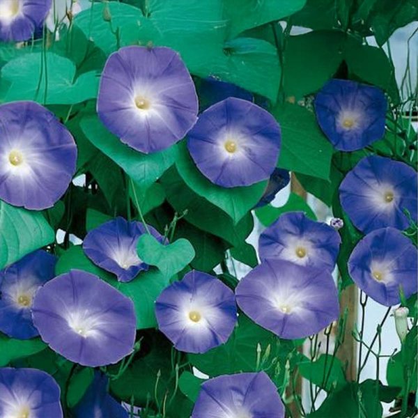 Dreifarbige Prunkwinde 'Blue Eyes'