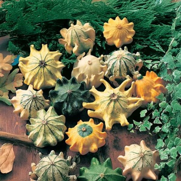 Zierkürbis 'Star-Mix'