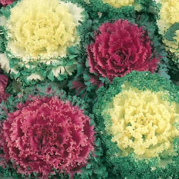 Zierkohl 'Fuzzy'