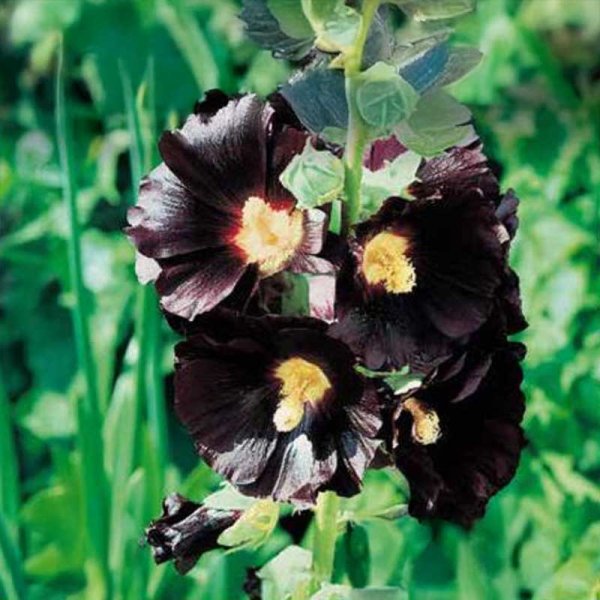 Stockrose 'Dark Beauty'