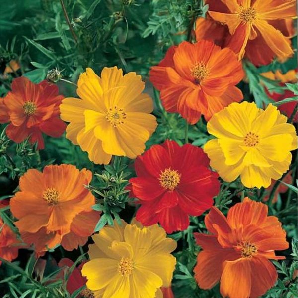 Cosmea 'Sonata Gold'