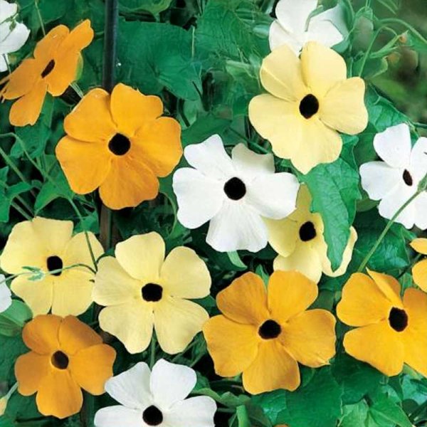 Schwarzäugige Susanne 'Dark Eyed'