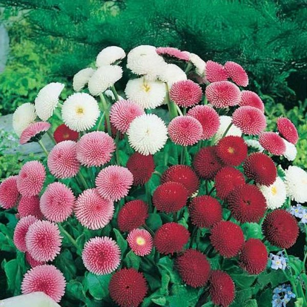 Gänseblümchen 'Daisy'