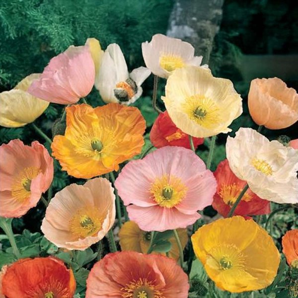 Sibirischer Mohn 'Magic Wonder'