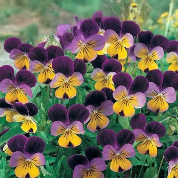 Hornveilchen 'Johnny Jump Up'