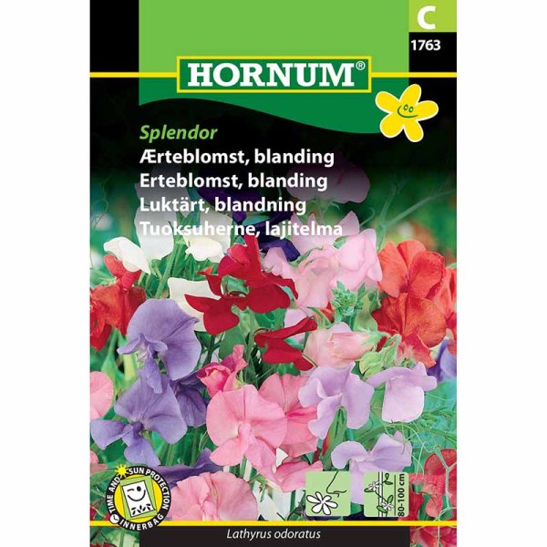 Duftwicke 'Splendor'