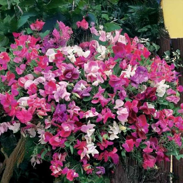 Duftwicke 'Smell of Summer'