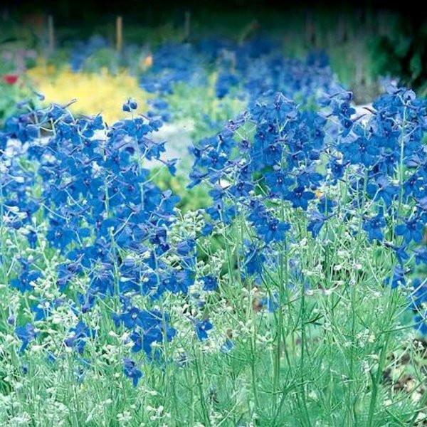 Chinesischer Rittersporn 'Summer Nights'