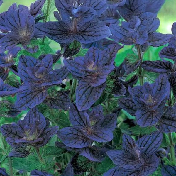 Mehliger Salbei 'Blue Monday'