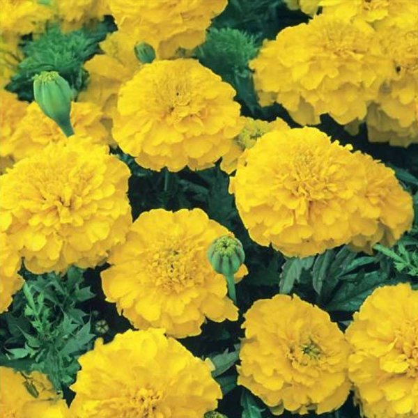 Tagetes 'Petite Gelb'
