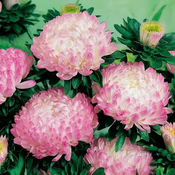 Pfingstrosenaster 'Opus'