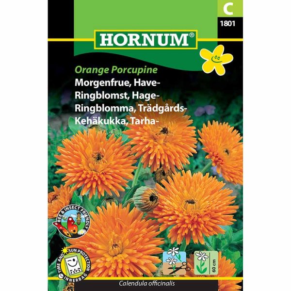 Ringelblume 'Orange Porcupine'