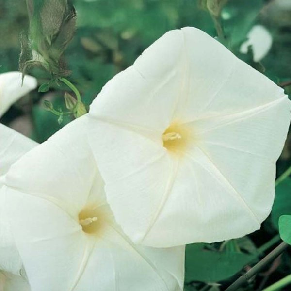 Prunkwinde 'Bona Nox'