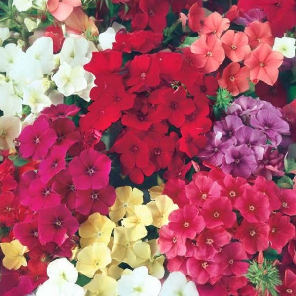 Sommerphlox 'Summer'