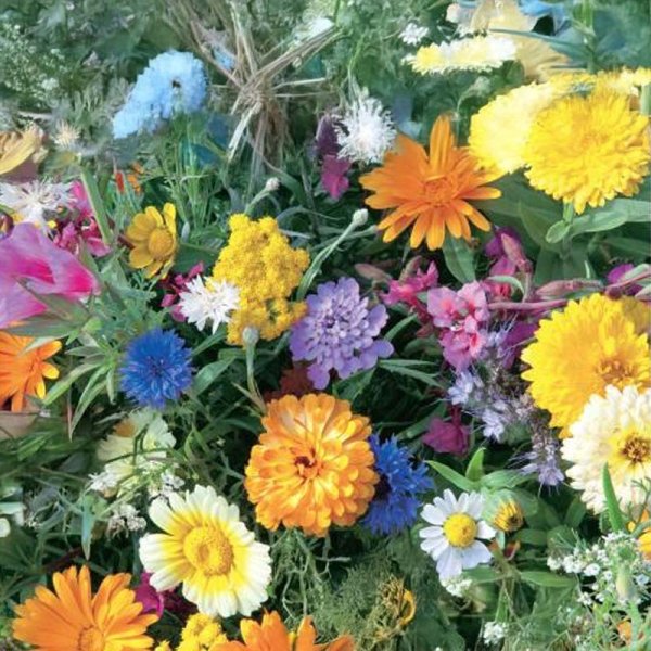 Sommerblumenmischung