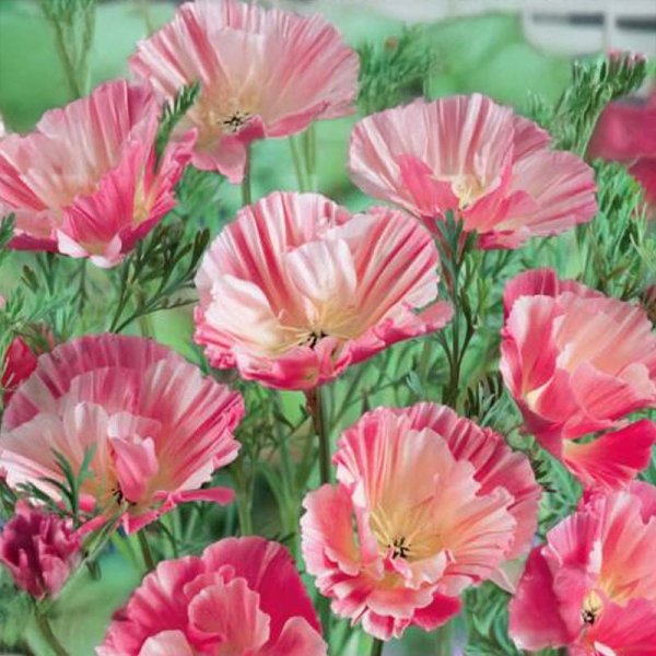 Kalifornischer Mohn 'Rosa Romantika'