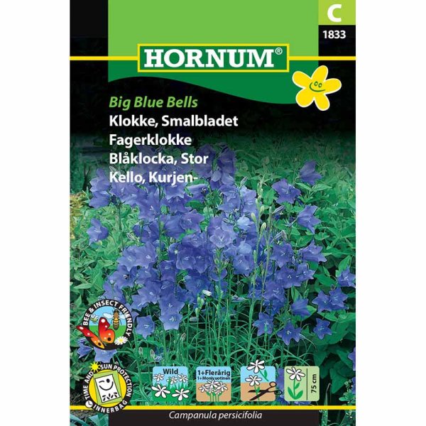 Glockenblume 'Big Blue Bells'