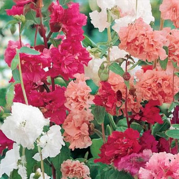 Clarkie 'Tiny Clark'