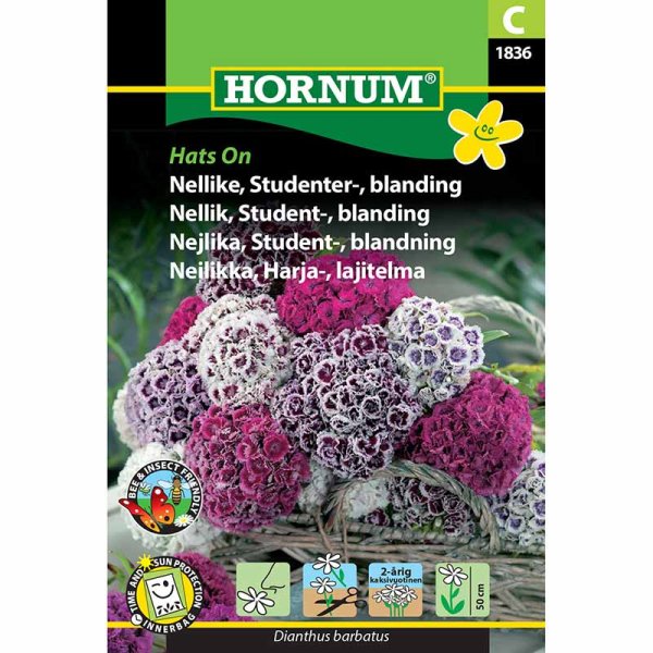 Studentenblume 'Hats On'