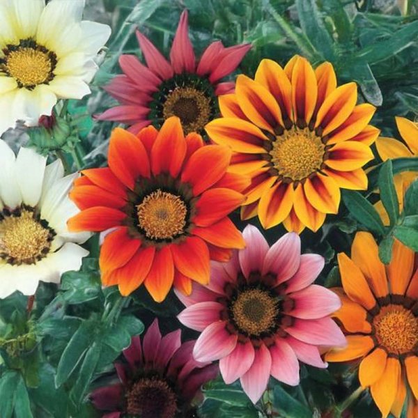 Mittagsgold 'Peacock Beauty'