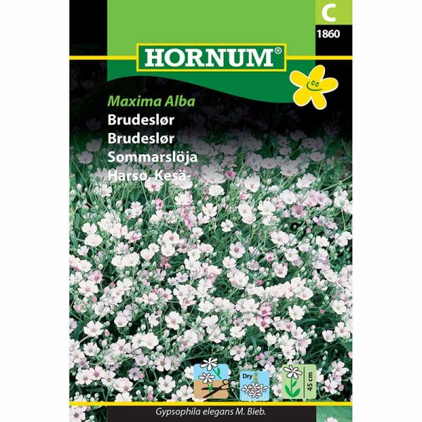 Schleierkraut 'Maxima Alba'