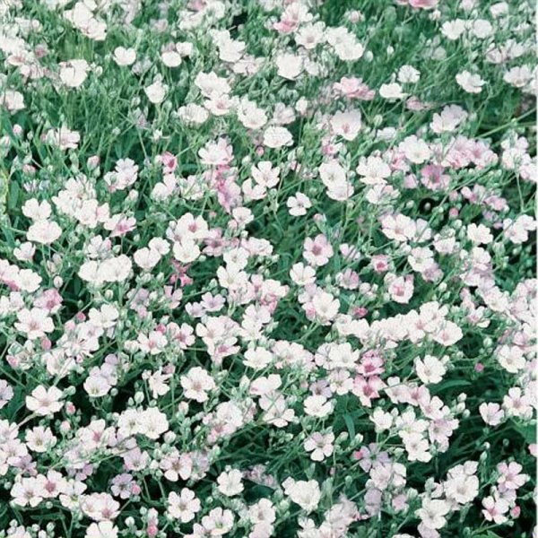 Schleierkraut 'Maxima Alba'