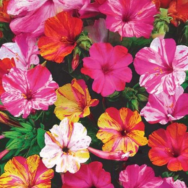 Wunderblume 'Mirabilis'