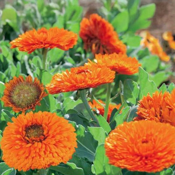 Ringelblume 'Green Heart Orange'