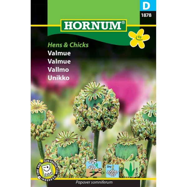 Mohn 'Hens & Chicks'