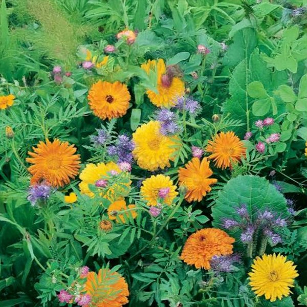 Blumenparadies-Mischung