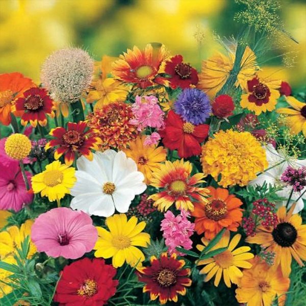 Spätsommer-Nektar-Mischung