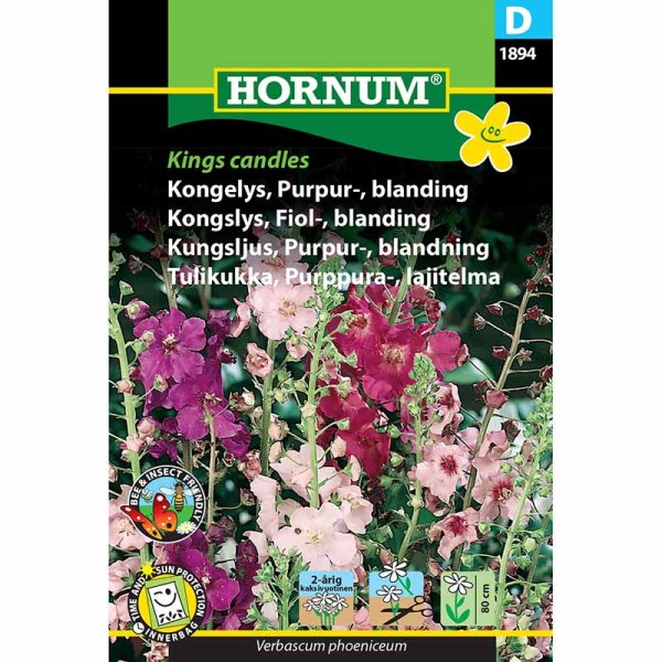 Purpur-Königskerze 'Kings Candles'