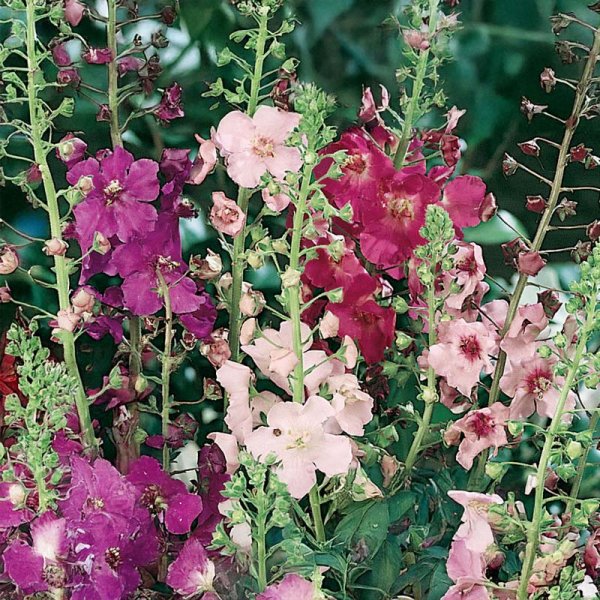 Purpur-Königskerze 'Kings Candles'