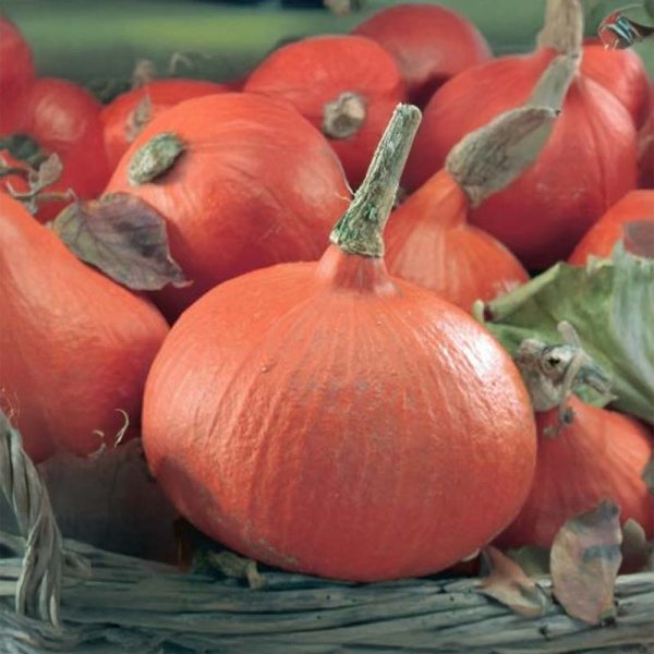 Kürbis 'Uchiki Kuri'